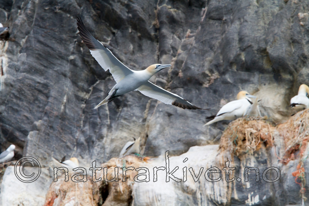 KA_100514_2681 / Morus bassanus / Havsule