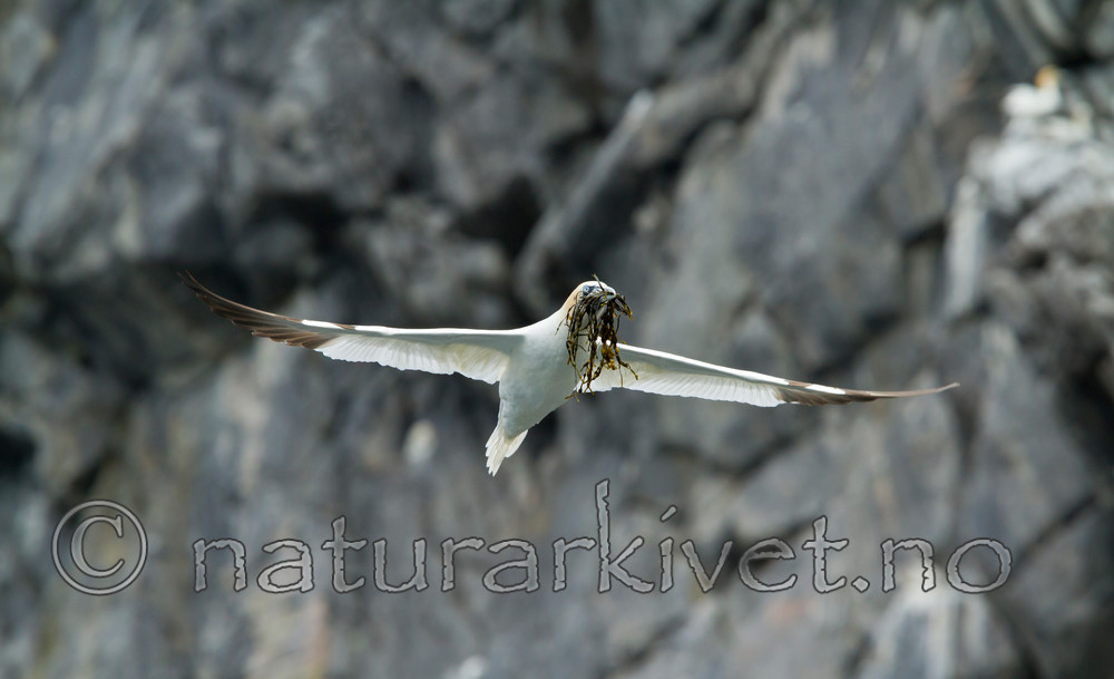 KA_100514_2684 / Morus bassanus / Havsule