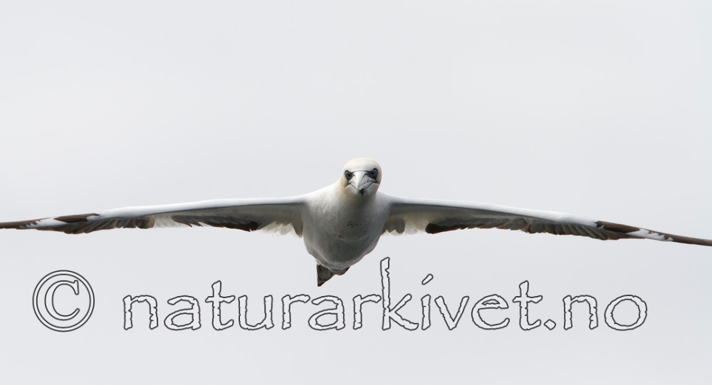 KA_100514_2691 / Morus bassanus / Havsule