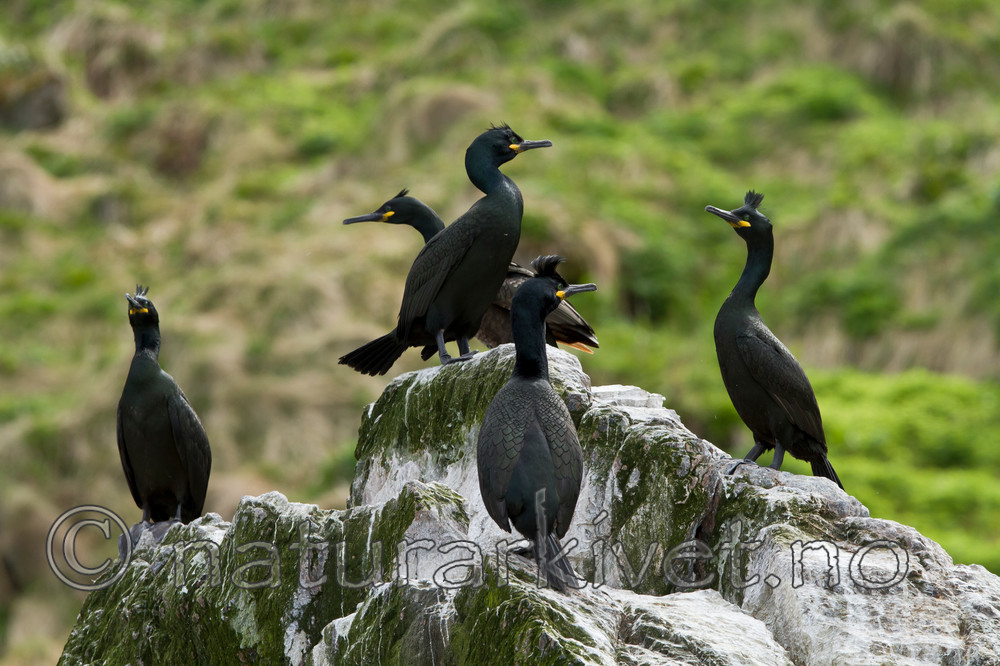 KA_100514_2708 / Phalacrocorax aristotelis / Toppskarv