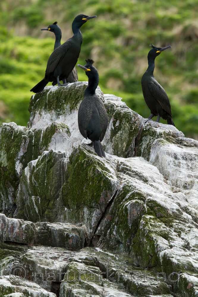 KA_100514_2709 / Phalacrocorax aristotelis / Toppskarv