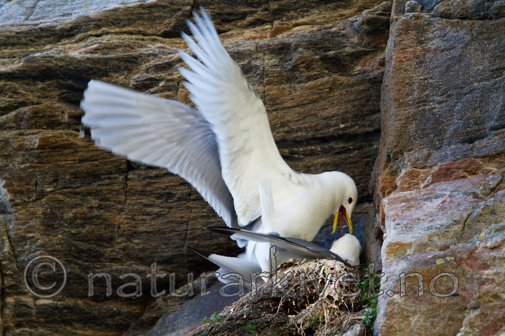 KA_100514_2732 / Rissa tridactyla / Krykkje