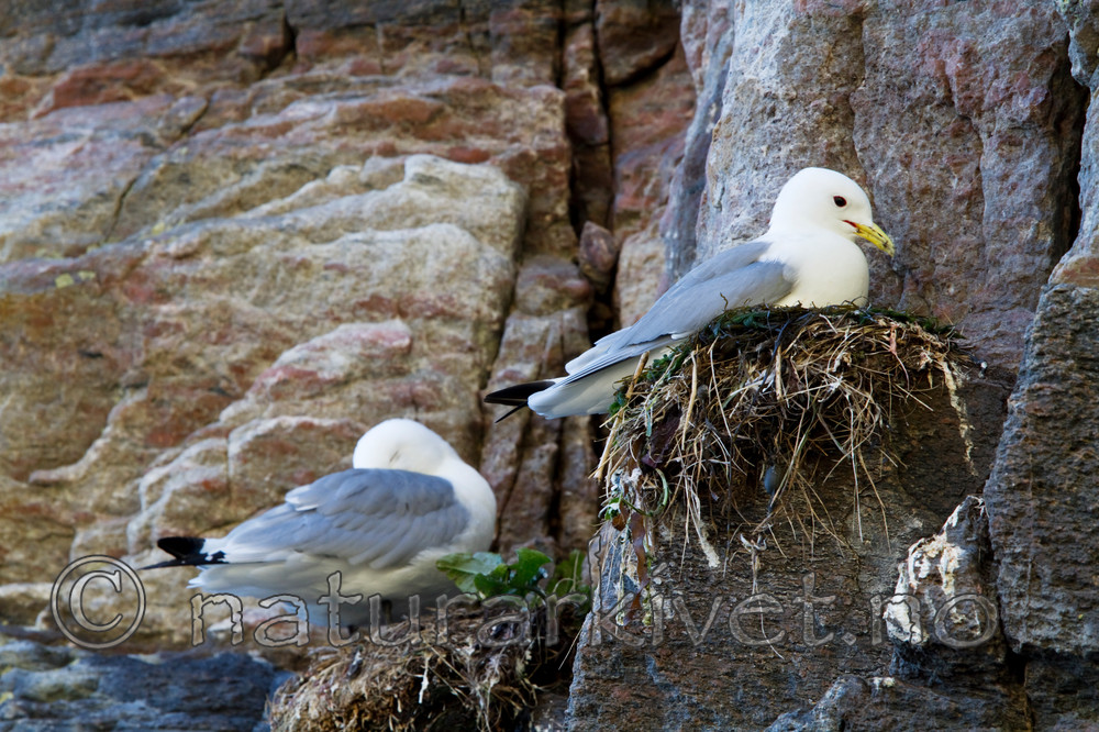 KA_100514_2733 / Rissa tridactyla / Krykkje