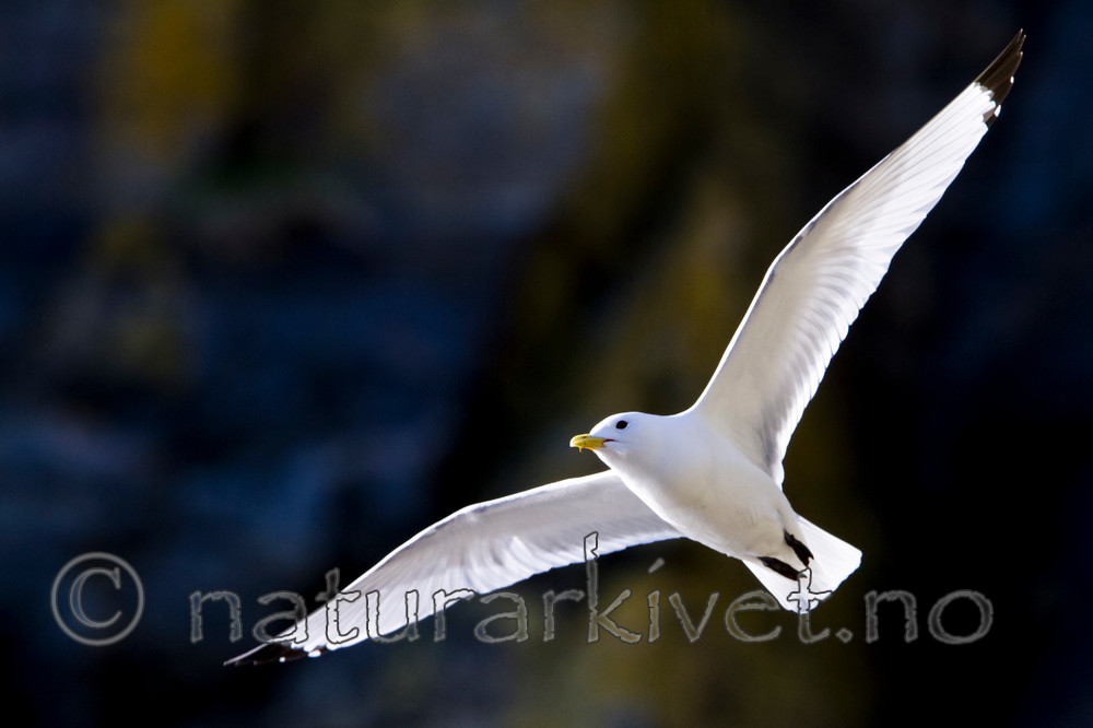 KA_100514_2755 / Rissa tridactyla / Krykkje