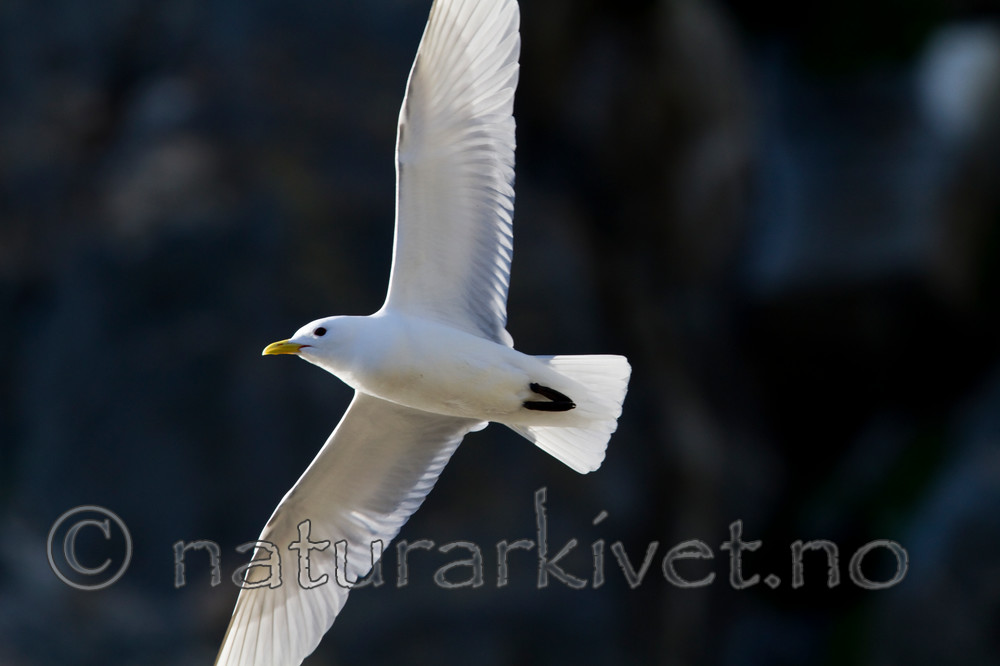 KA_100514_2762 / Rissa tridactyla / Krykkje