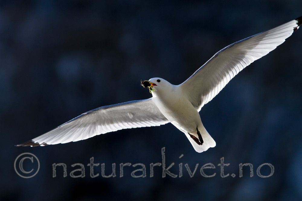 KA_100514_2765 / Rissa tridactyla / Krykkje