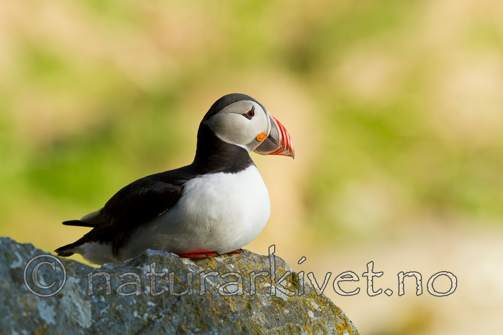 KA_100514_2789 / Fratercula arctica / Lunde