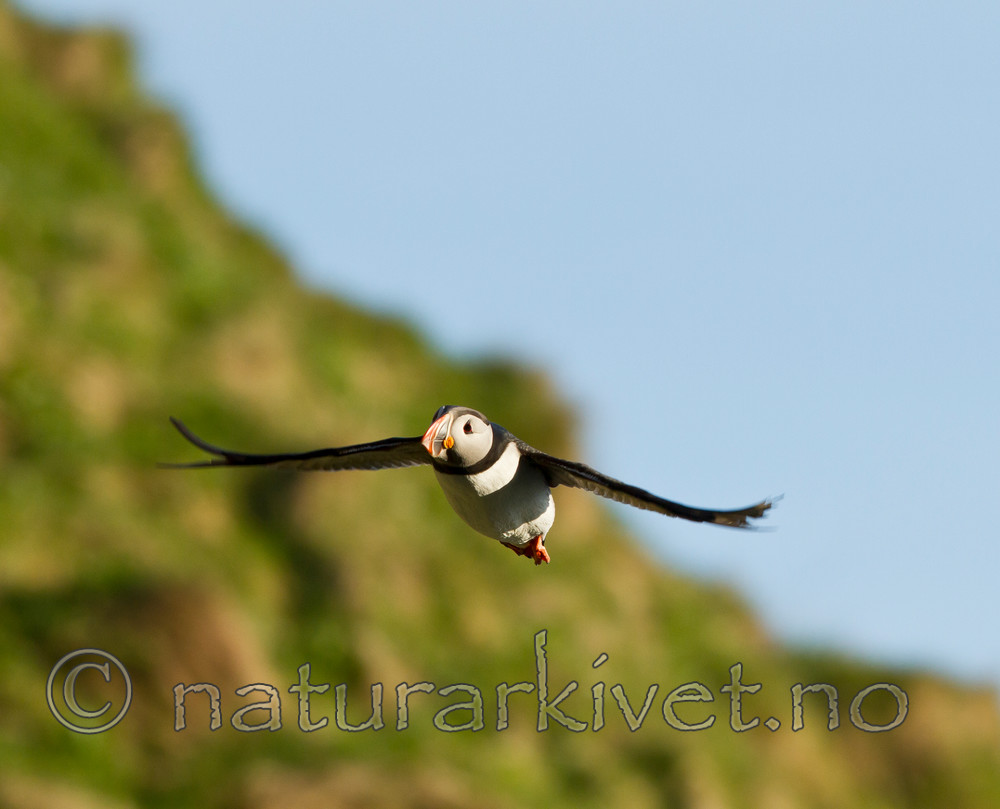 KA_100514_2795 / Fratercula arctica / Lunde