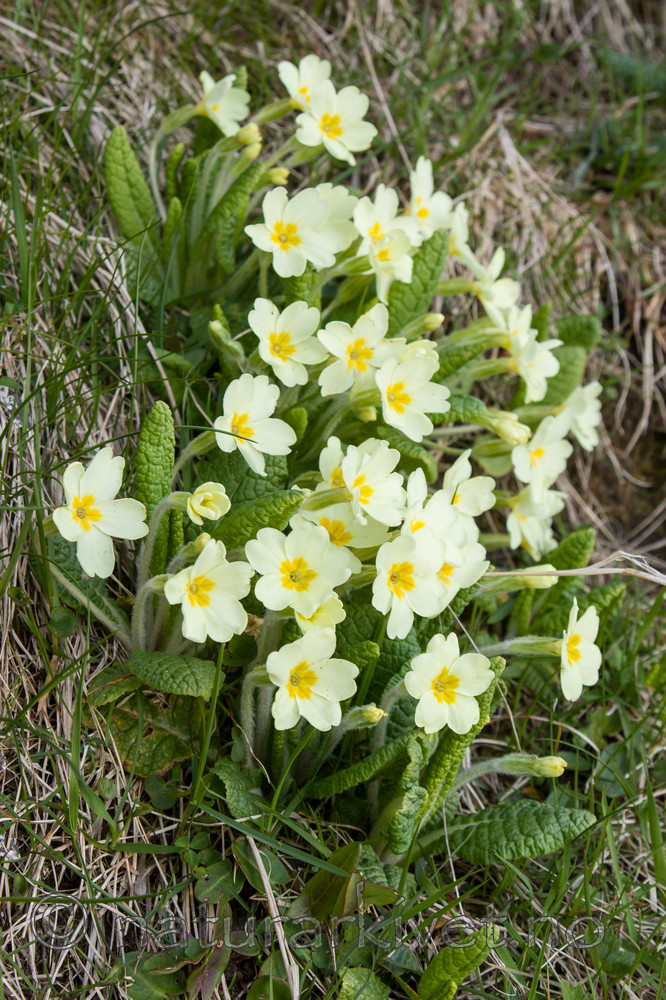 KA_100514_2803 / Primula vulgaris / Kusymre