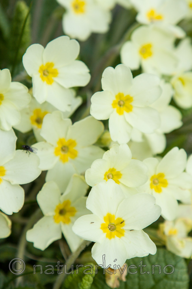 KA_100514_2804 / Primula vulgaris / Kusymre