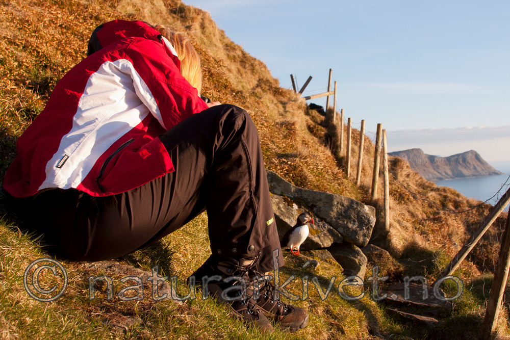 KA_100514_2805 / Fratercula arctica / Lunde