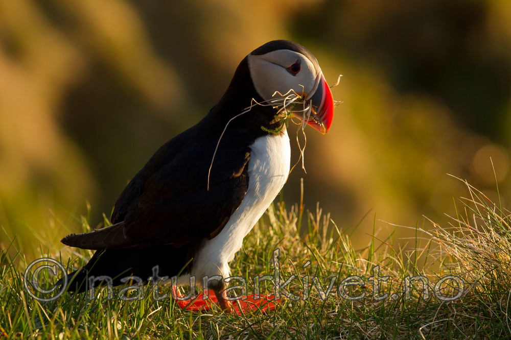 KA_100514_2823 / Fratercula arctica / Lunde