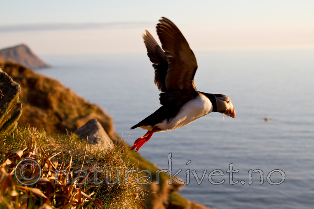 KA_100514_2839 / Fratercula arctica / Lunde