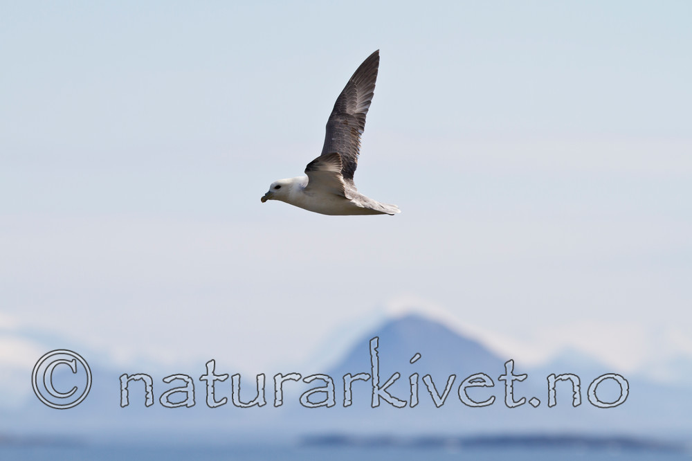 KA_100515_2890 / Fulmarus glacialis / Havhest