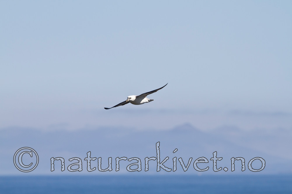 KA_100515_2902 / Fulmarus glacialis / Havhest