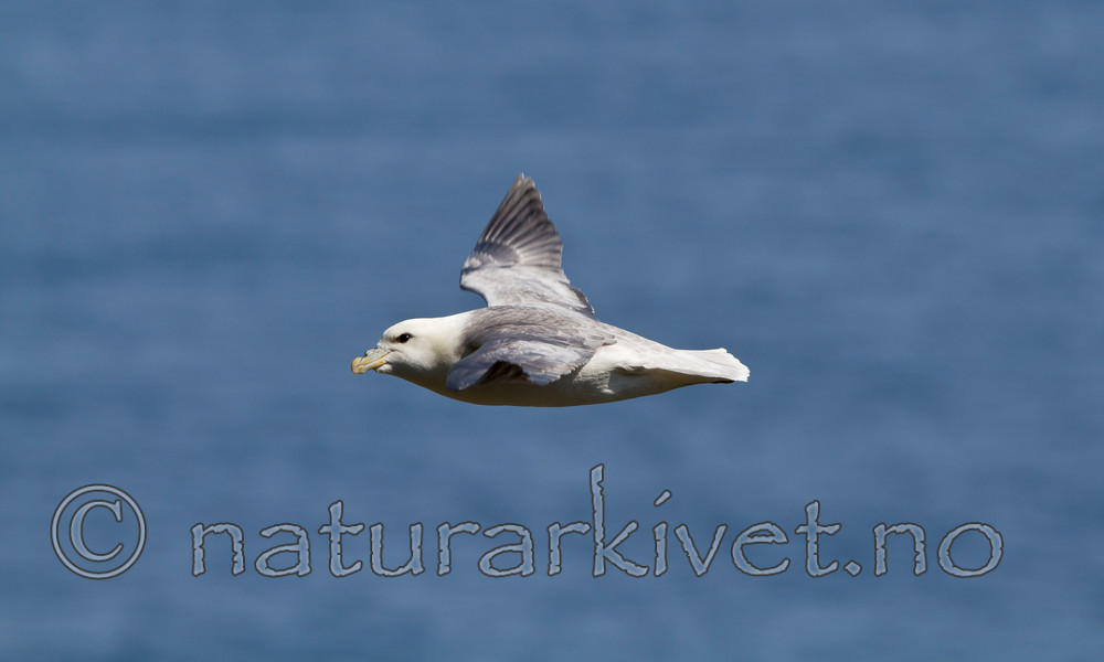 KA_100515_2933 / Fulmarus glacialis / Havhest