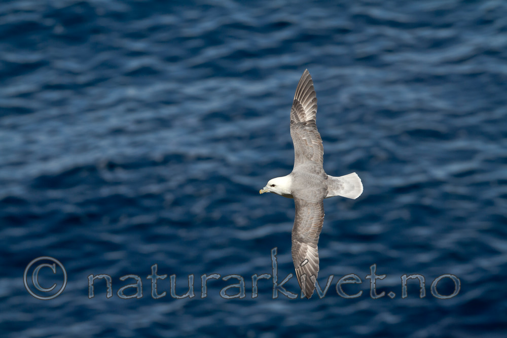 KA_100515_2951 / Fulmarus glacialis / Havhest