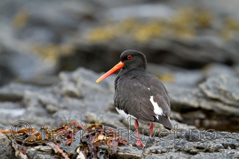 KA_100515_2990 / Haematopus ostralegus / Tjeld