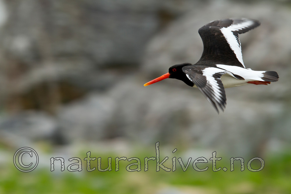 KA_100515_2998 / Haematopus ostralegus / Tjeld