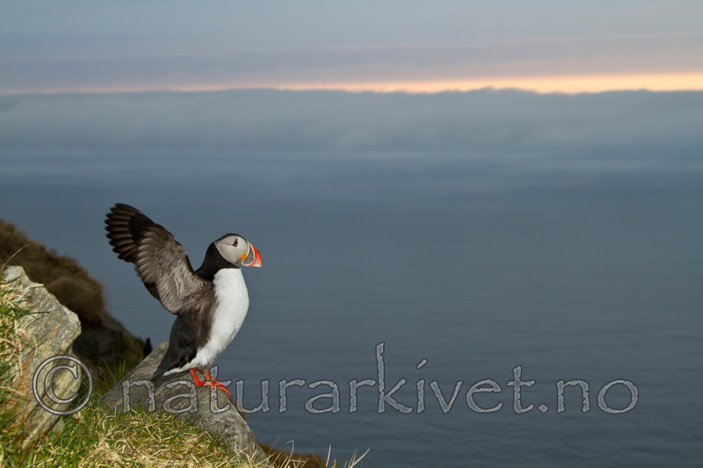 KA_100515_3102 / Fratercula arctica / Lunde