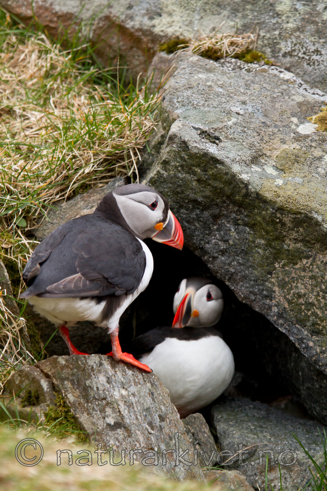 KA_100515_3112 / Fratercula arctica / Lunde