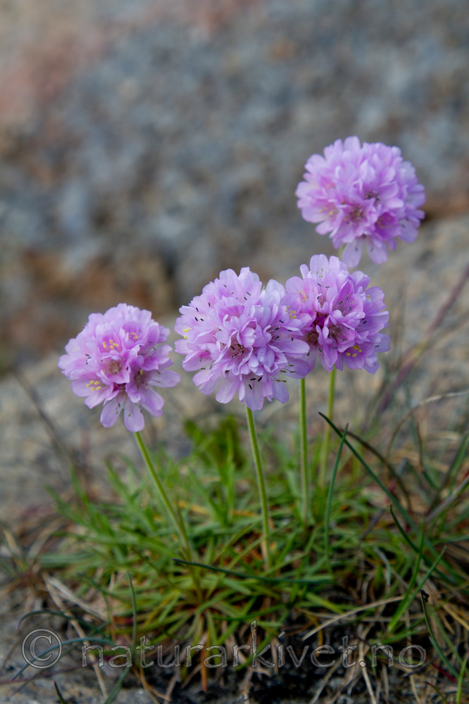 KA_100523_3391 / Armeria maritima / Fjærekoll