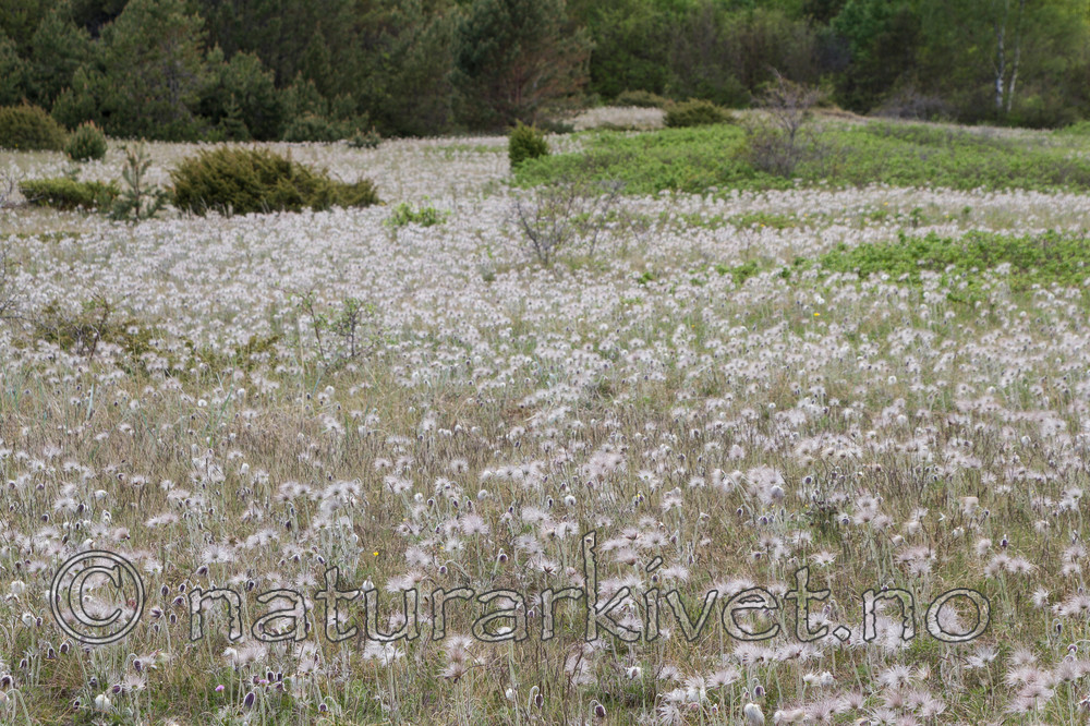 KA_100523_3395 / Pulsatilla pratensis / Kubjelle