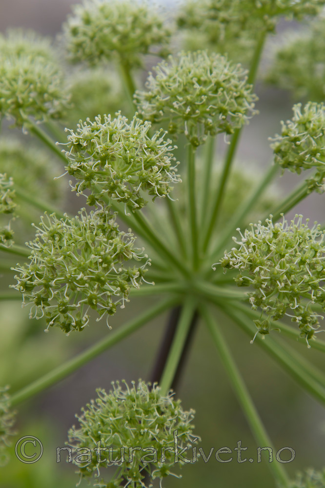 KA_100529_3431 / Angelica archangelica litoralis / Strandkvann