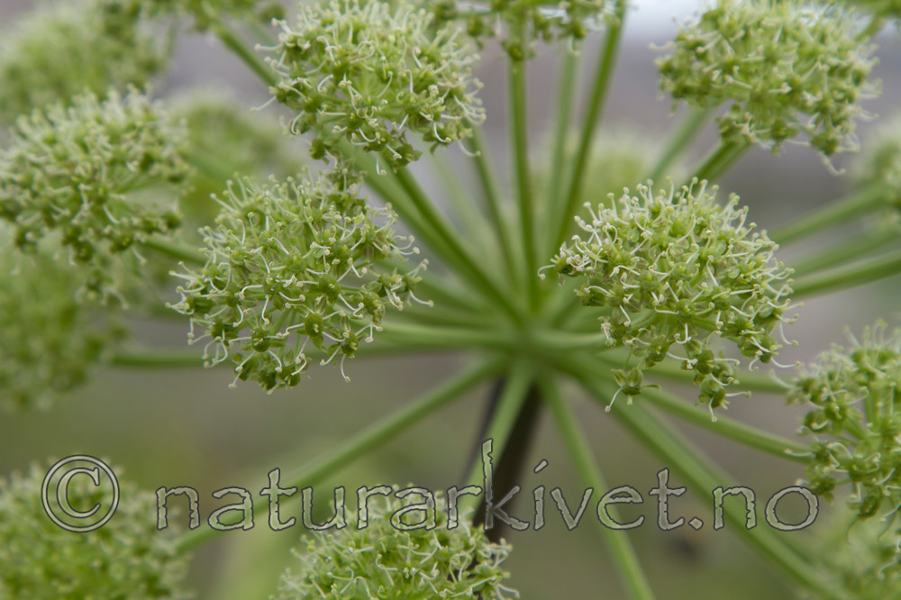 KA_100529_3432 / Angelica archangelica litoralis / Strandkvann