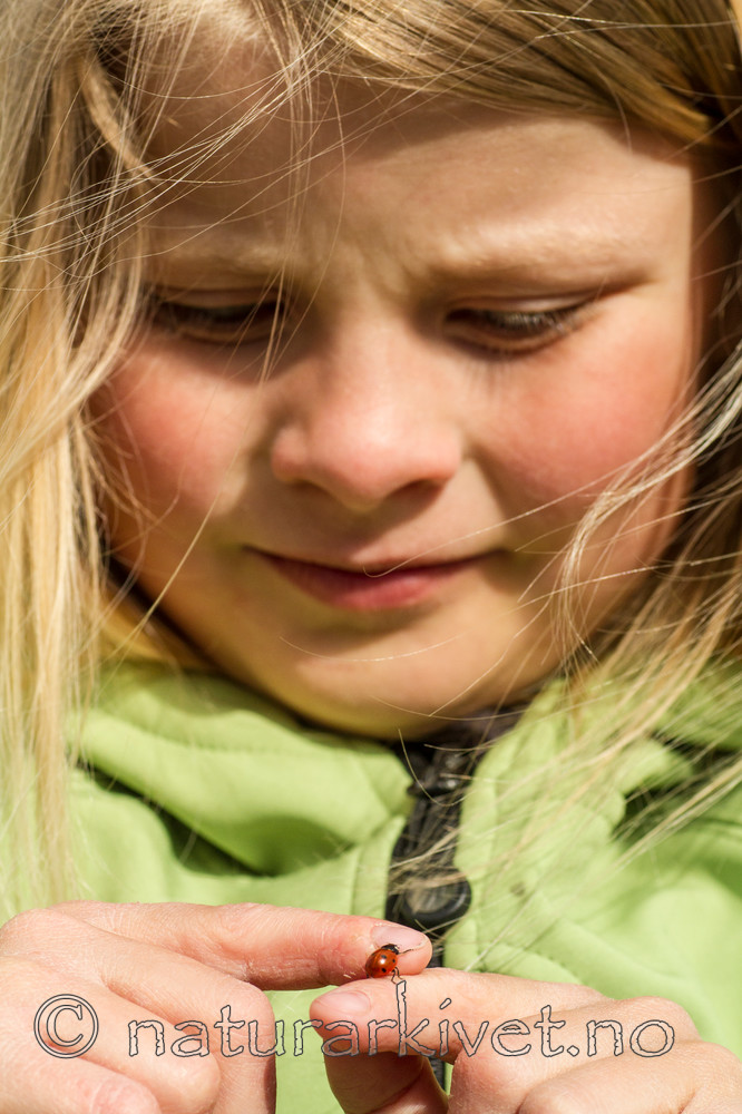 KA_100529_3457 / Coccinella septempunctata / Sju-prikket marihøne