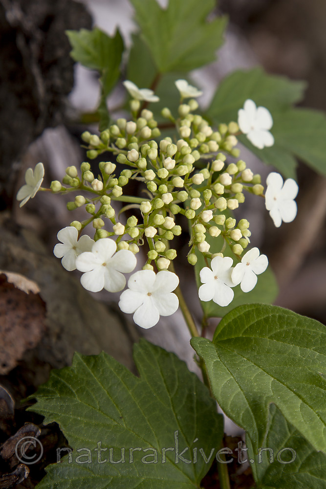 KA_100601_3610 / Viburnum opulus / Korsved