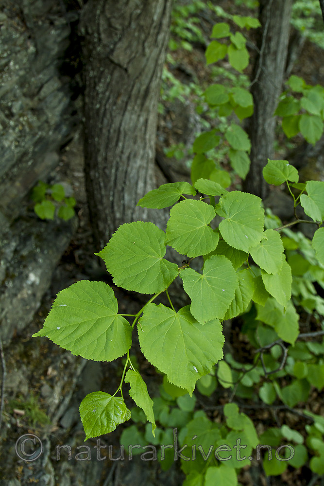 KA_100601_3617 / Tilia cordata / Lind
