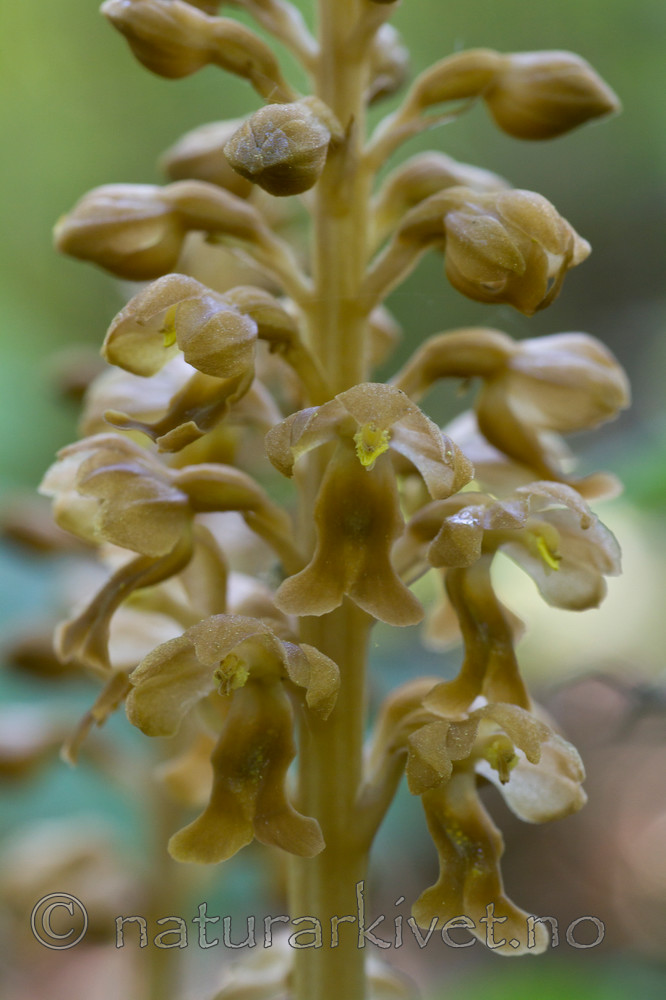 KA_100604_3663 / Neottia nidus-avis / Fuglereir