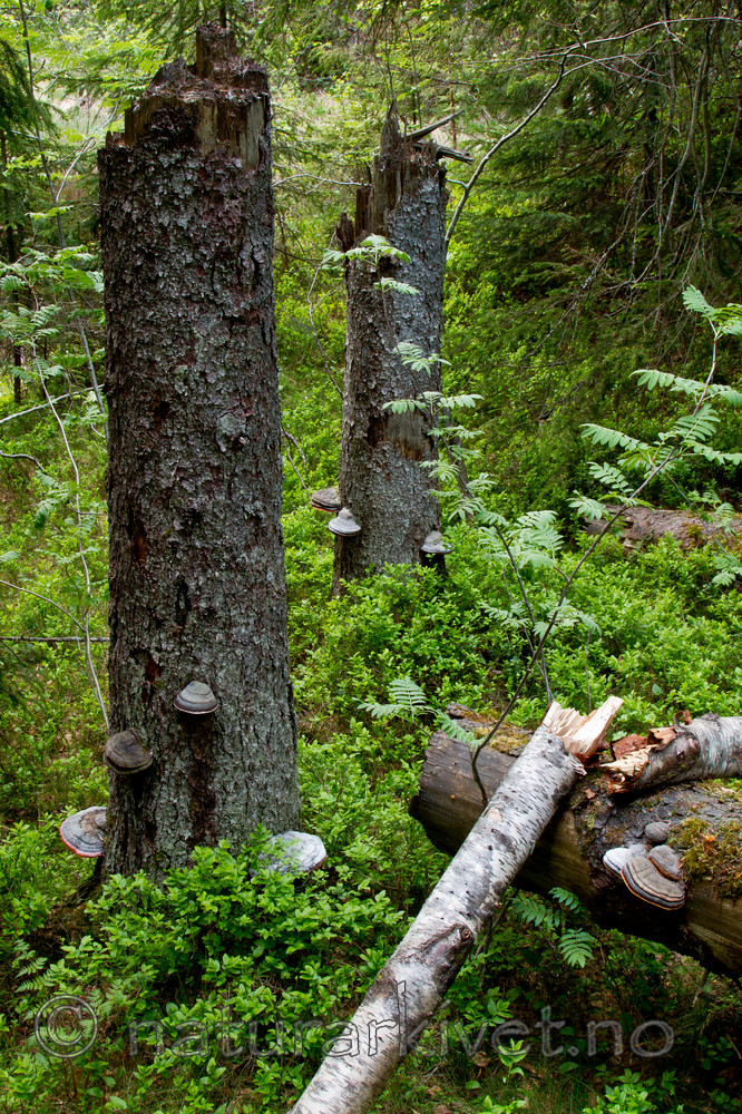 KA_100607_3722 / Fomitopsis pinicola / Rødrandkjuke