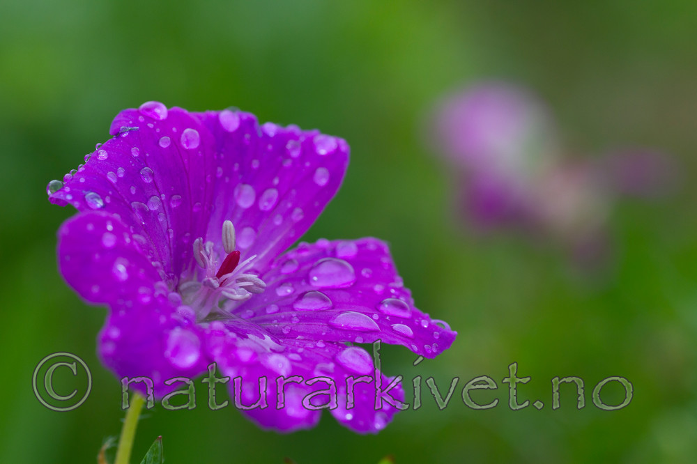 KA_100612_3755 / Geranium sanguineum / Blodstorkenebb