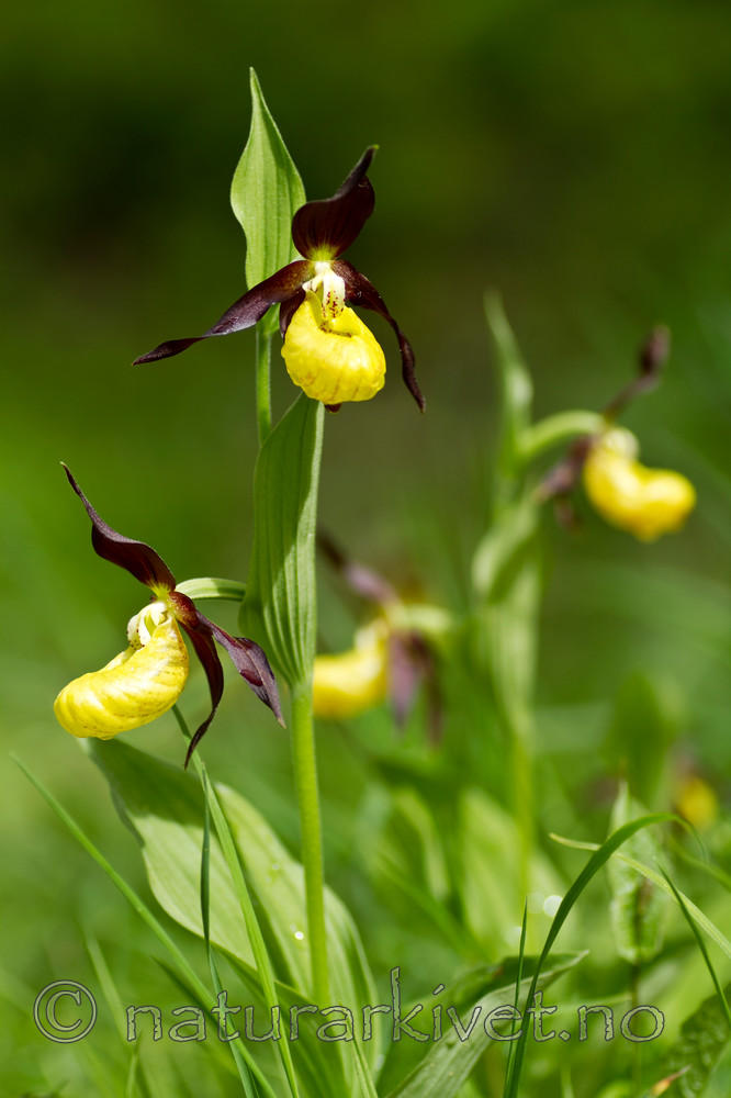 KA_100613_3766 / Cypripedium calceolus / Marisko