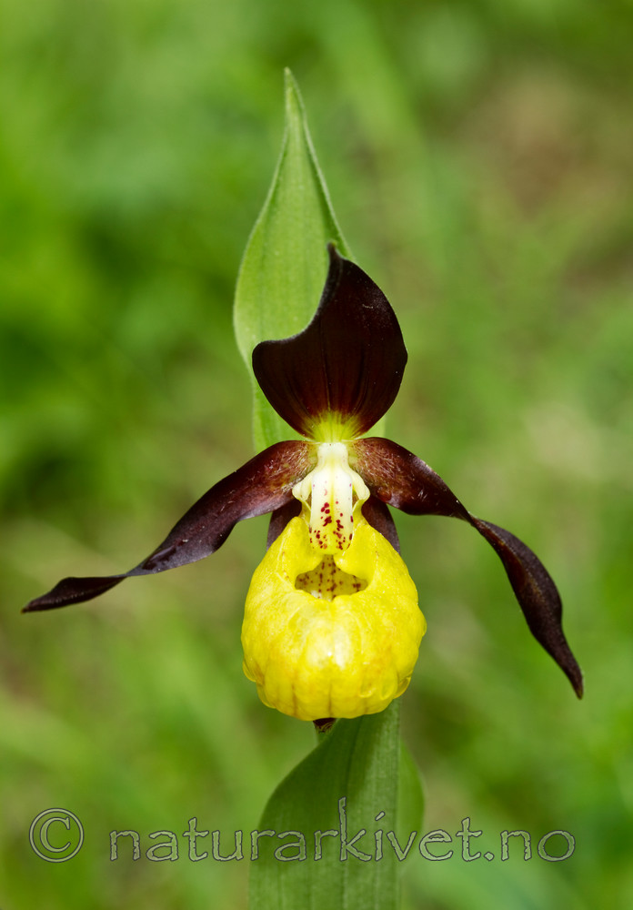KA_100613_3774 / Cypripedium calceolus / Marisko