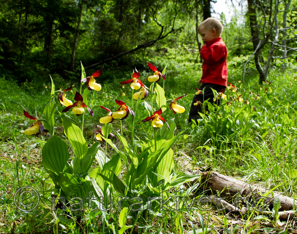 KA_100613_3779 / Cypripedium calceolus / Marisko