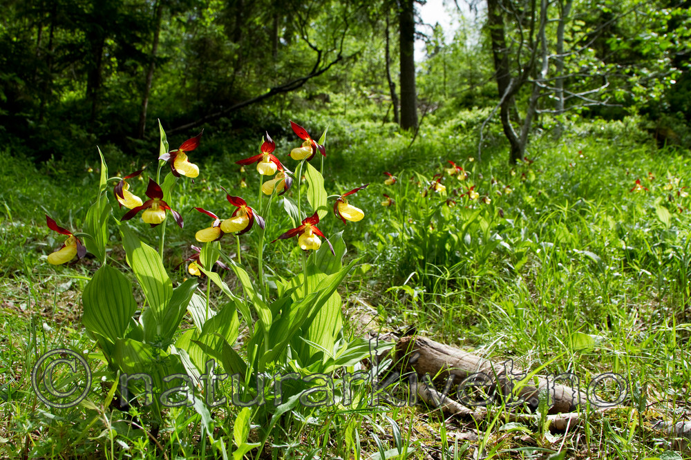 KA_100613_3780 / Cypripedium calceolus / Marisko