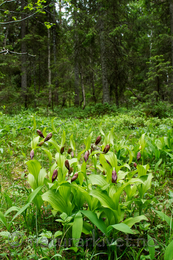 KA_100613_3798 / Cypripedium calceolus / Marisko