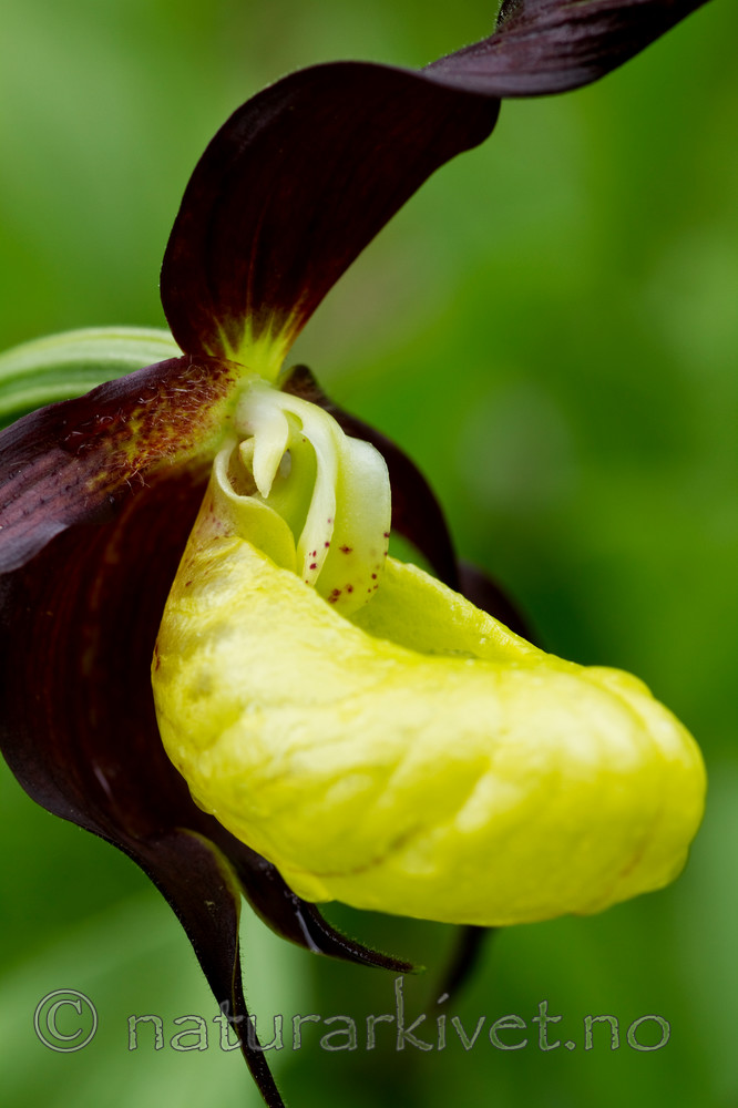 KA_100613_3806 / Cypripedium calceolus / Marisko