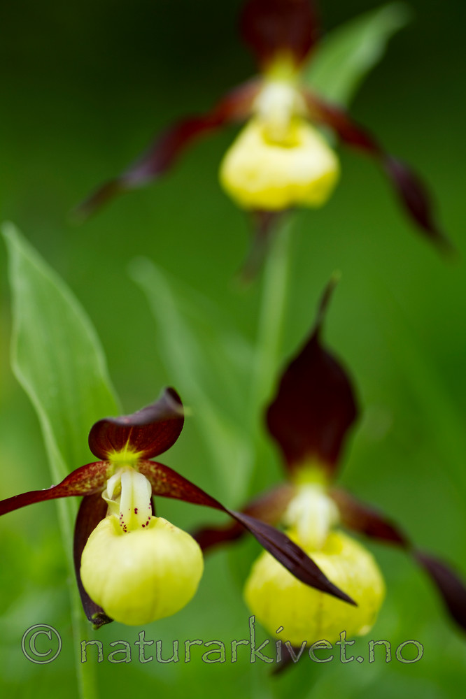 KA_100613_3813 / Cypripedium calceolus / Marisko
