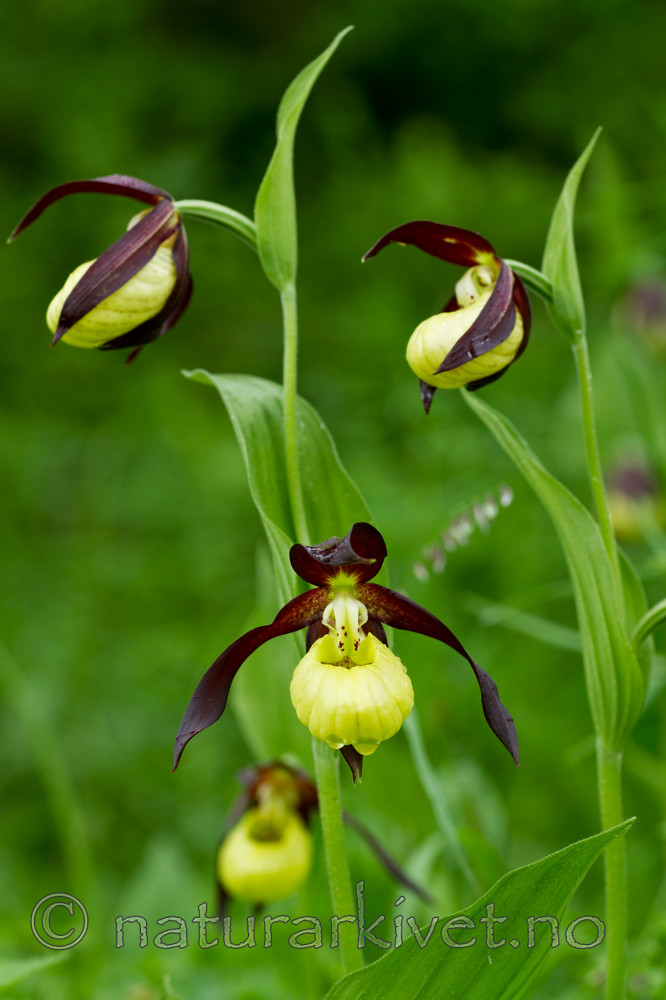 KA_100613_3815 / Cypripedium calceolus / Marisko
