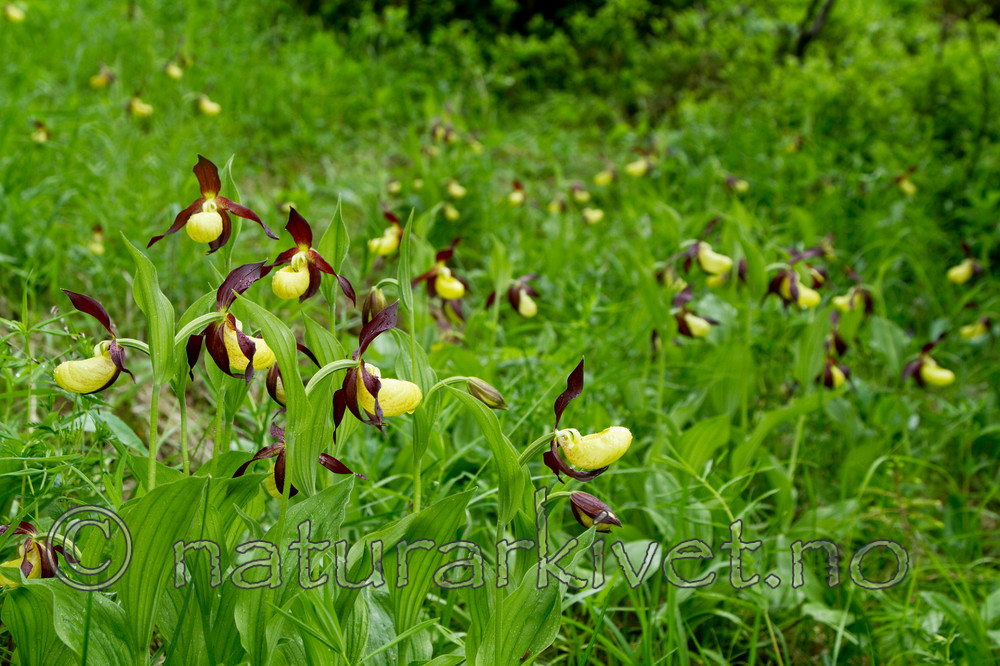 KA_100613_3821 / Cypripedium calceolus / Marisko