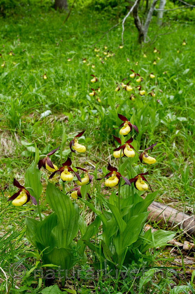 KA_100613_3828 / Cypripedium calceolus / Marisko