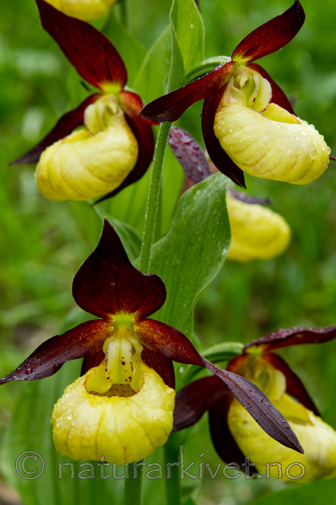 KA_100613_3835 / Cypripedium calceolus / Marisko