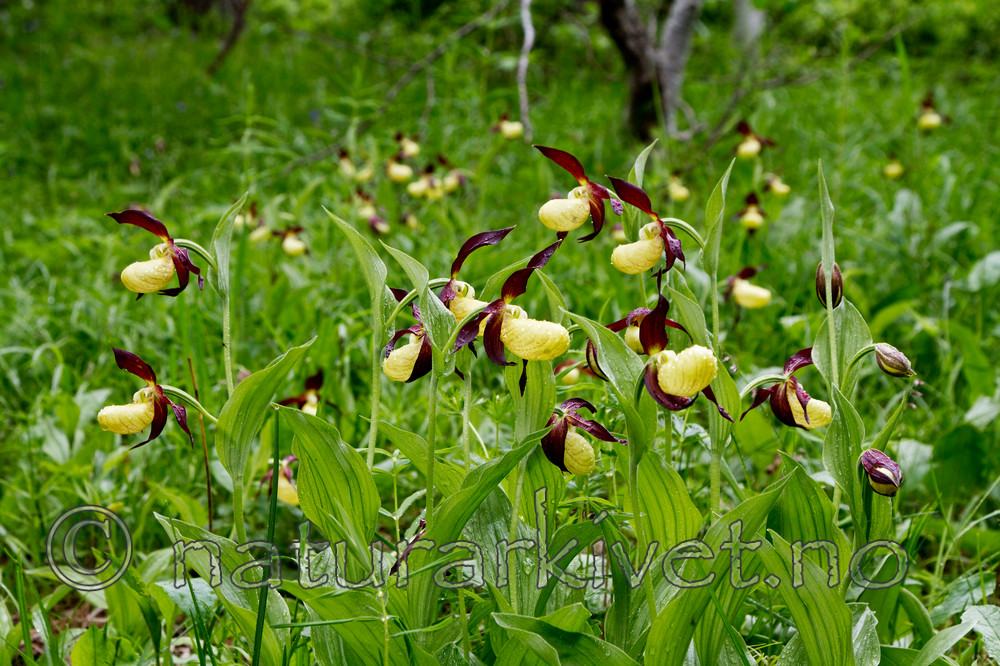 KA_100613_3839 / Cypripedium calceolus / Marisko
