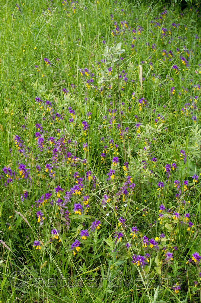 KA_100618_3931 / Melampyrum nemorosum / Blåmarimjelle