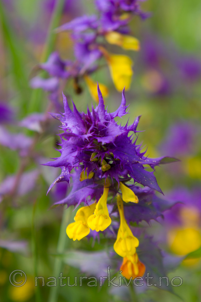 KA_100618_3932 / Melampyrum nemorosum / Blåmarimjelle