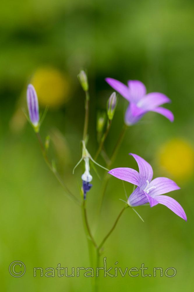 KA_100618_3991 / Campanula patula / Engklokke